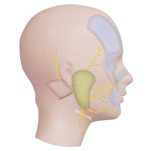 otalaryngologia